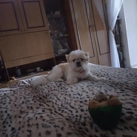 Aartament Slanic * Bükreş