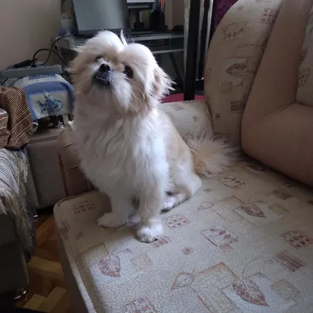 Appartement Aartament Slanic